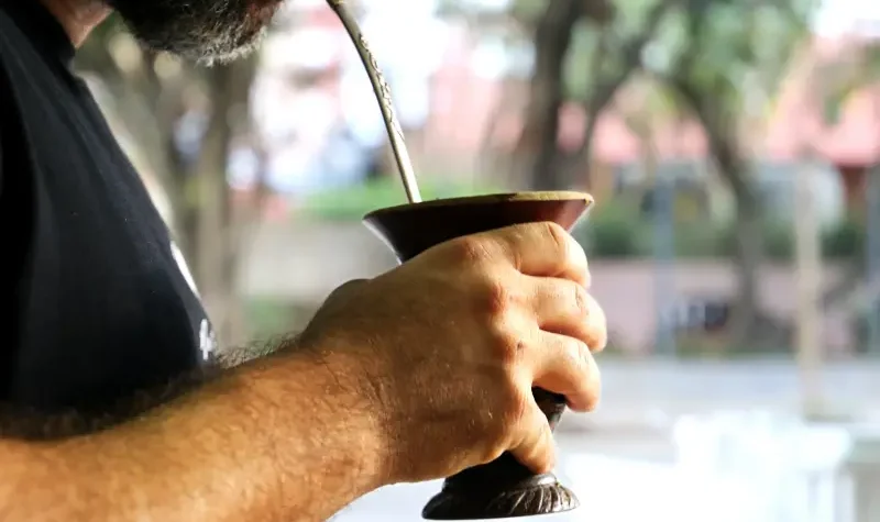 Conheça o processo de como é feita a erva-mate!